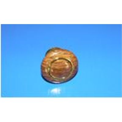 Мебельная Ручка 510 пластмасс Орех